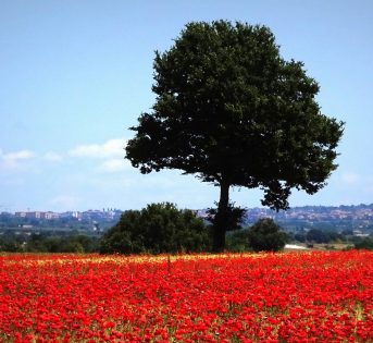 PETIZIONE CONTRO I PANNELLI SOLARI MANGIA SUOLO