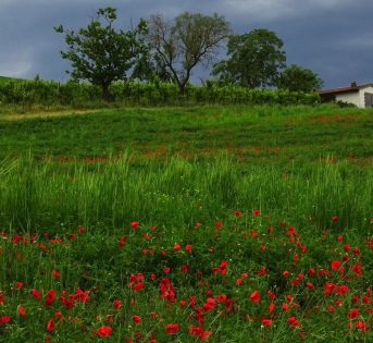 CAMPAGNA INFORMATIVA PROROGA INCENTIVI BIOGAS