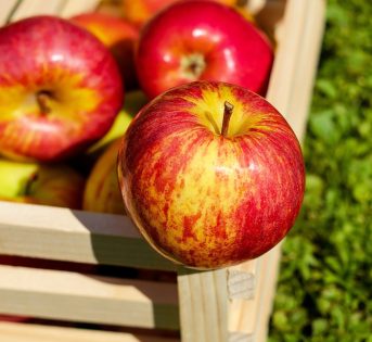 Mele, al via la raccolta in Italia