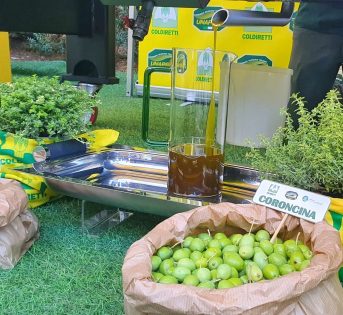 Olio made in Italy, volano le esportazioni nel mondo