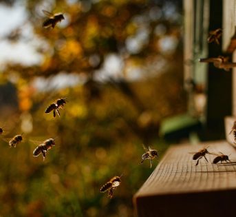 Caldo, è allarme nelle campagne