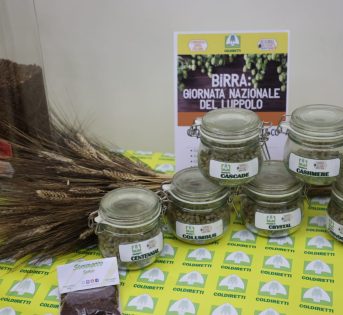 Giornata nazionale luppolo, crolla la produzione in Italia