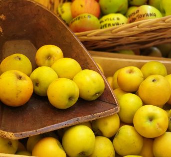 Biodiversità, mela regina della varietà a tavola
