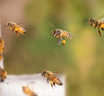 Alla scoperta del miele nei mercati di Campagna Amica
