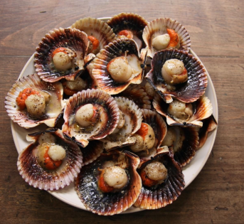 Canestrelli, tesori del mare sulla tua tavola