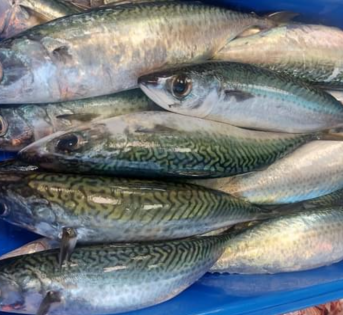 Lanzardo, gustoso pesce azzurro dal sapore unico