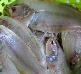 Suacia, tesoro dei fondali Mediterranei