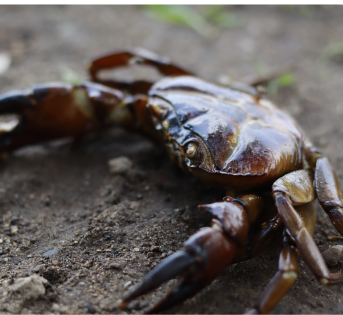Alla scoperta del granchio, il tesoro sottomarino della cucina