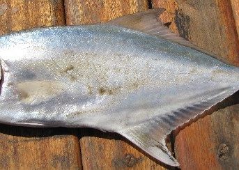 Leccia, il predatore elegante dei nostri mari