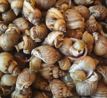 Lumachine di mare, deliziosi abitanti dei fondali