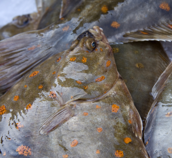 Segreti dal fondo marino, alla scoperta della passera di mare