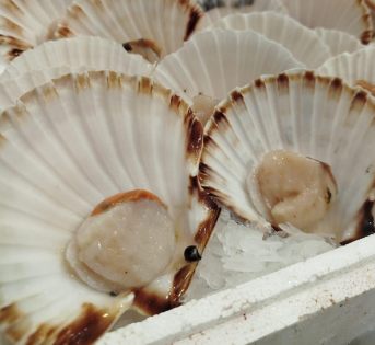 Capesante, tesoro del mare Adriatico