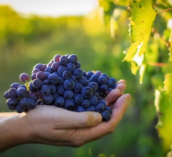 Un sorso amico, viaggio tra territorio e tradizione