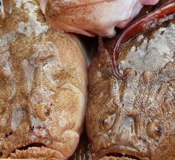 Il Pesce Prete, “Uranoscopus scaber”