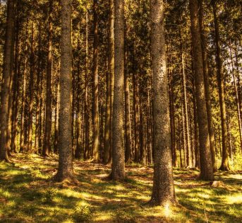 Giornata foreste, 20 milioni di nuovi alberi per salvare il clima