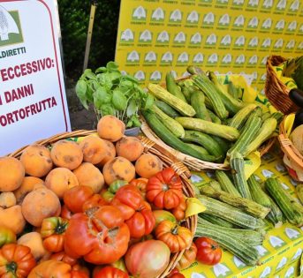 Caldo, sos colture nei campi. Giù produzione di latte