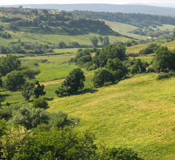 CESANESE DI OLEVANO ROMANO DOC