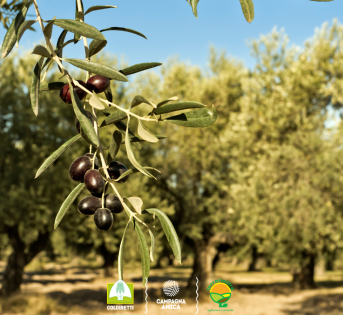 GIORNATA OLIVO, L’OLIO FA BENE ANCHE AL CERVELLO