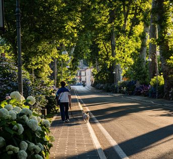 Giornata degli Alberi, Coldiretti: “Sos verde urbano, nelle città è appena il 3% del territorio”. Allarme anche per i boschi di montagna