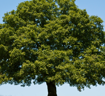 Alberi, presenze silenziose e indispensabili nel viaggio della vita
