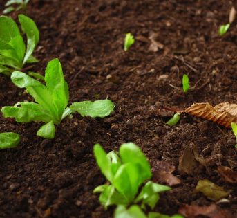 NUOVA ALLEANZA STRATEGICA CON L’ARABIA SAUDITA SU AGRICOLTURA, SICUREZZA ALIMENTARE E INNOVAZIONE