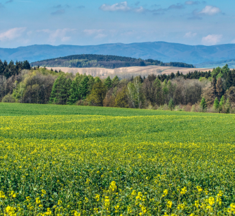 Festa di Primavera nei mercati e agriturismi di Campagna Amica: eventi e prodotti del territorio nel fine settimana