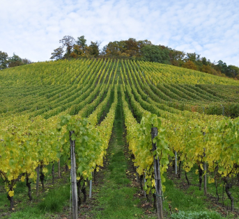 VINITALY: COLDIRETTI, LIBERIAMO IL VINO DALLE CATENE