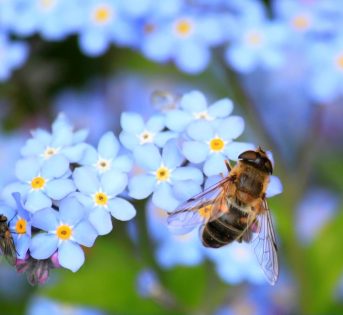 Giornata Mondiale delle Api 2026: perché le api sono fondamentali per biodiversità, agricoltura e ambiente