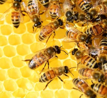 GIORNATA API: COLDIRETTI, LAVORO IMPOLLINAZIONE NEI CAMPI VALE 3 MLD, TRASPARENZA E MISURE PER DIFENDERE L’ALVEARE ITALIA