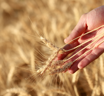 Dal campo di grano il segreto per il benessere