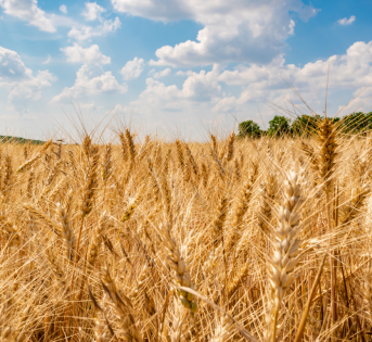 Il grano protagonista nei mercati Campagna Amica