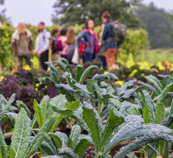 Agricoltura sociale: quando l’impresa agricola genera valore per la comunità